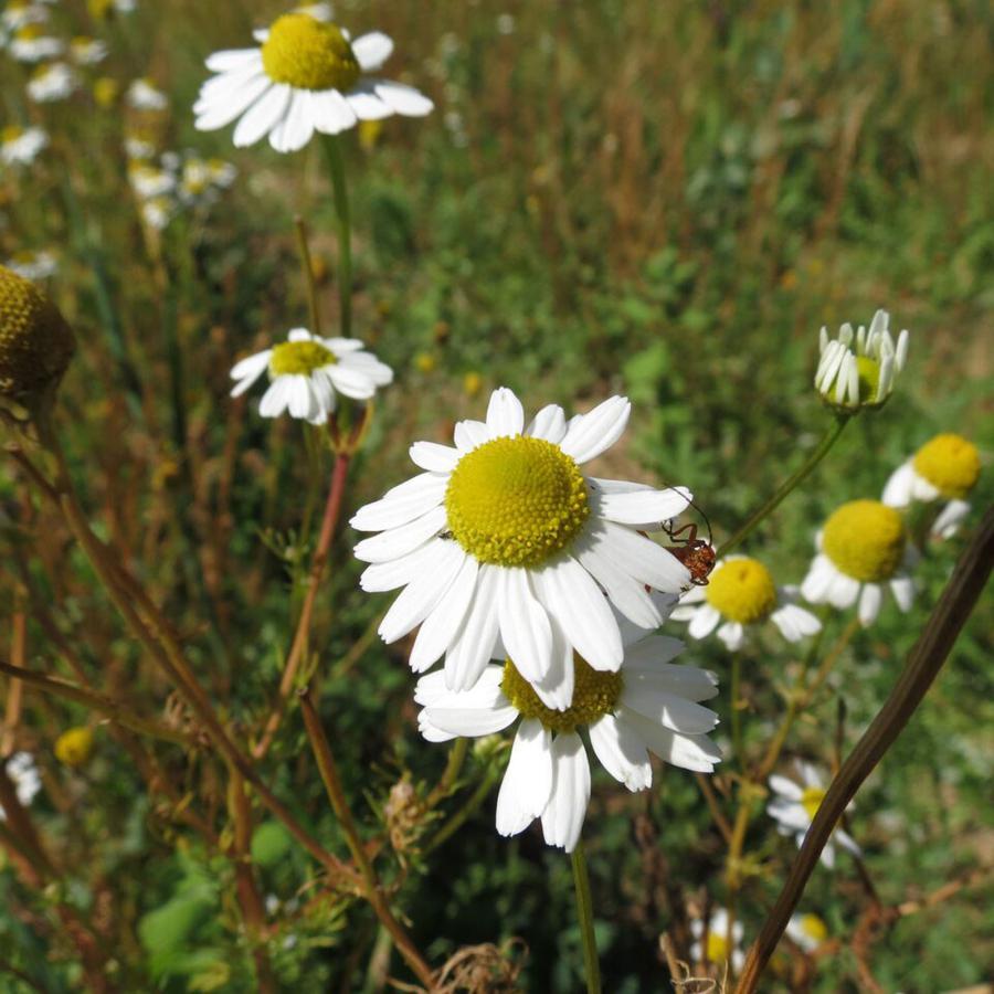 Camomille Matricaire