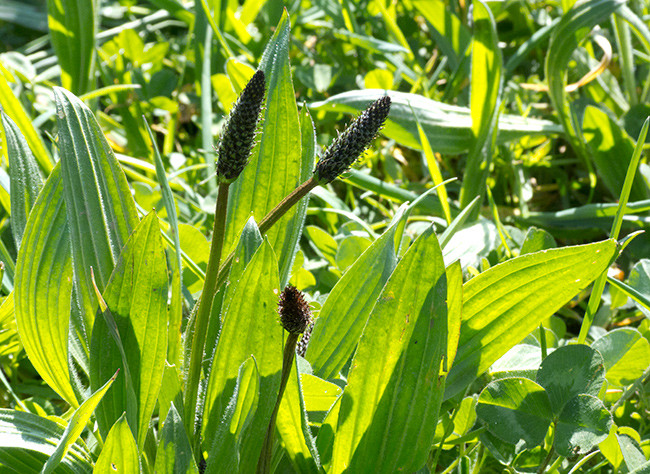 Plantain