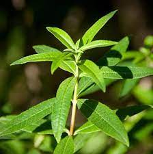 Verveine Officinale