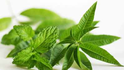 Verveine Menthe