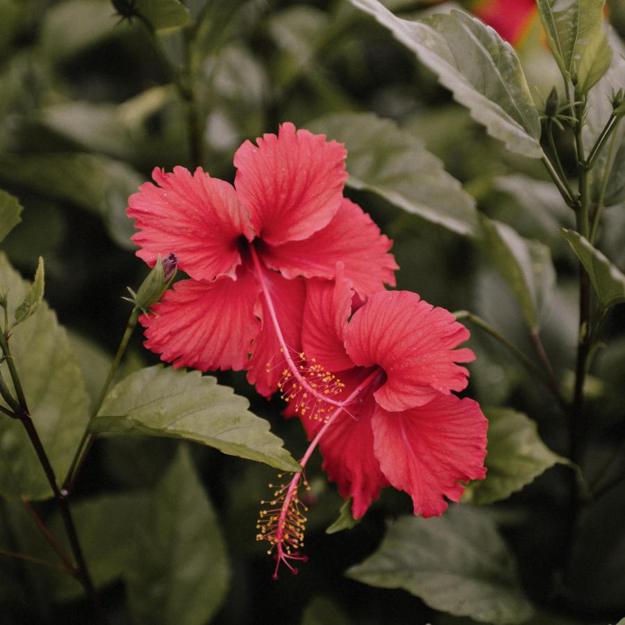 Hibiscus