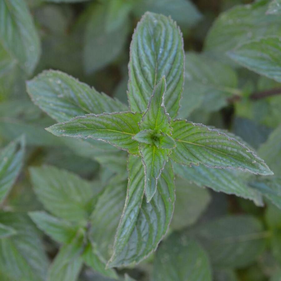 Menthe Poivrée